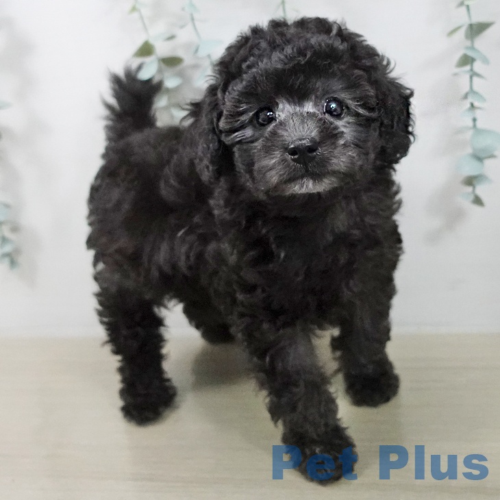 神奈川県のトイプードル(トイ) (ペットプラス 新百合丘店/2025年12月17日生まれ/男の子/グレー)の子犬の2枚目の画像