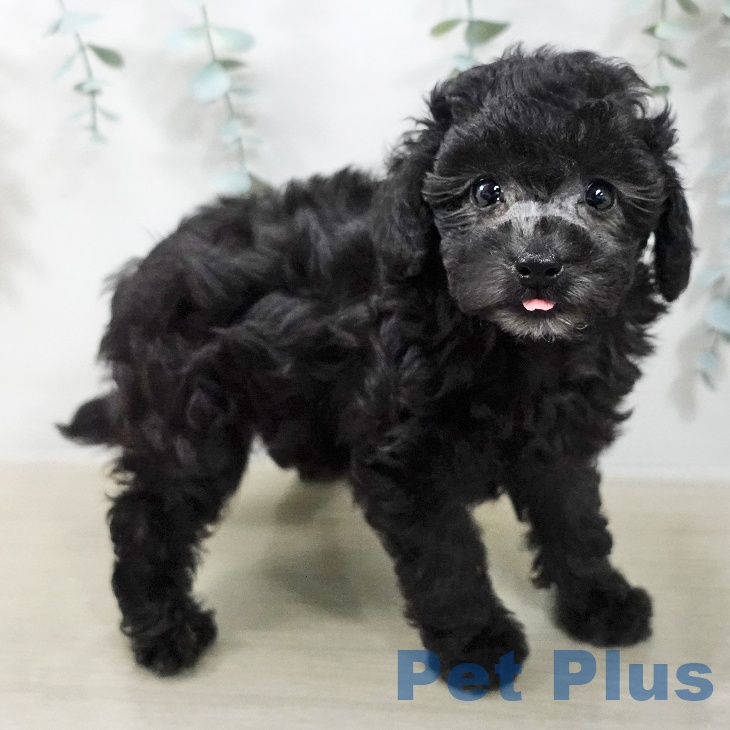 千葉県のトイプードル(トイ) (ペットプラス 幕張新都心店/2025年12月17日生まれ/女の子/グレー)の子犬の2枚目の画像