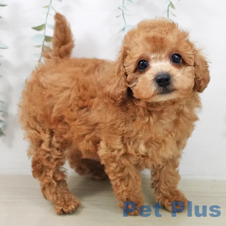 トイ・プードル