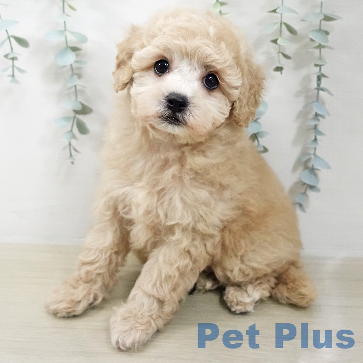 トイ・プードル