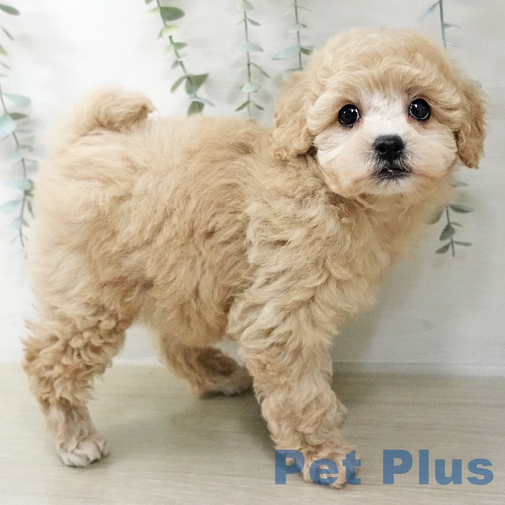 トイ・プードルの写真2