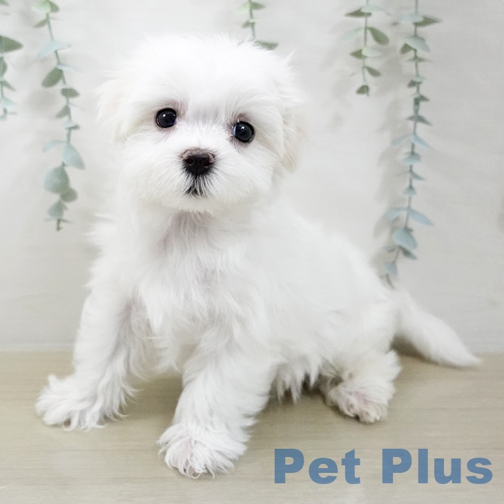 埼玉県のマルチーズ (ペッツワン 浦和美園店/2025年12月16日生まれ/男の子/ホワイト)の子犬の1枚目の画像