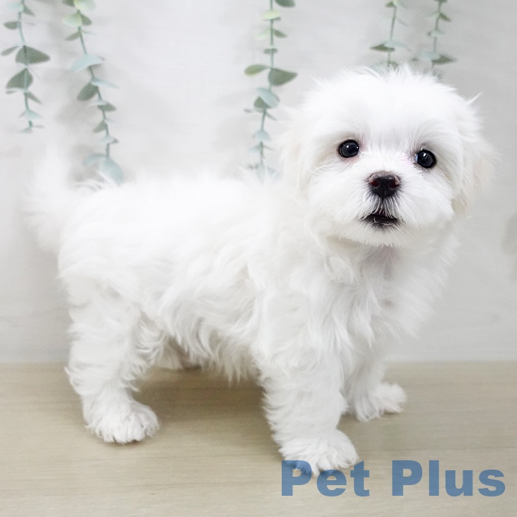 埼玉県のマルチーズ (ペッツワン 浦和美園店/2025年12月16日生まれ/男の子/ホワイト)の子犬の2枚目の画像