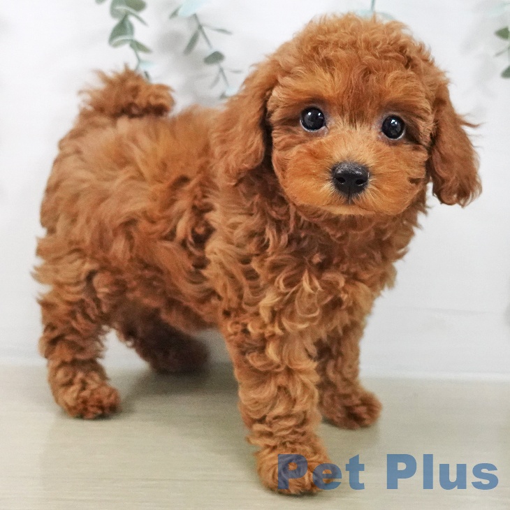 埼玉県のトイプードル(トイ) (ペッツワン 浦和美園店/2025年12月15日生まれ/女の子/レッド)の子犬の1枚目の画像