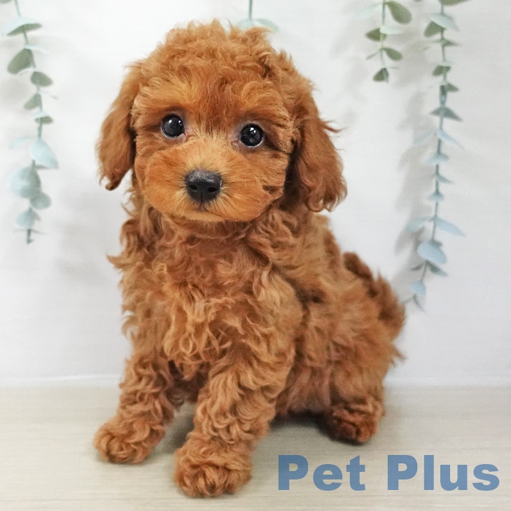 埼玉県のトイプードル(トイ) (ペッツワン 浦和美園店/2025年12月15日生まれ/女の子/レッド)の子犬の2枚目の画像