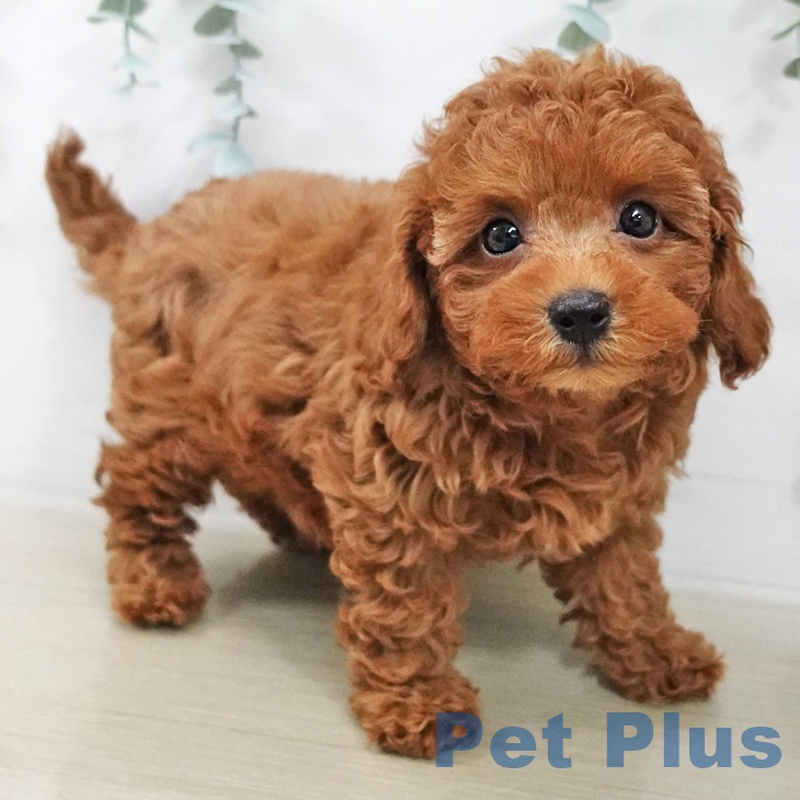 埼玉県のトイプードル(トイ) (ペッツワン 浦和美園店/2025年12月15日生まれ/女の子/レッド)の子犬の1枚目の画像