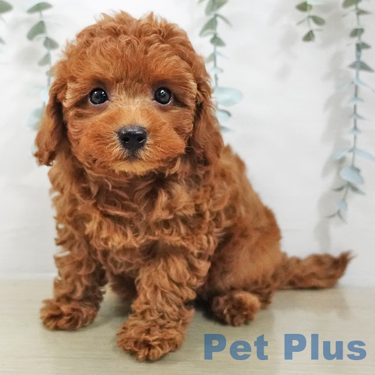 埼玉県のトイプードル(トイ) (ペッツワン 浦和美園店/2025年12月15日生まれ/女の子/レッド)の子犬の2枚目の画像