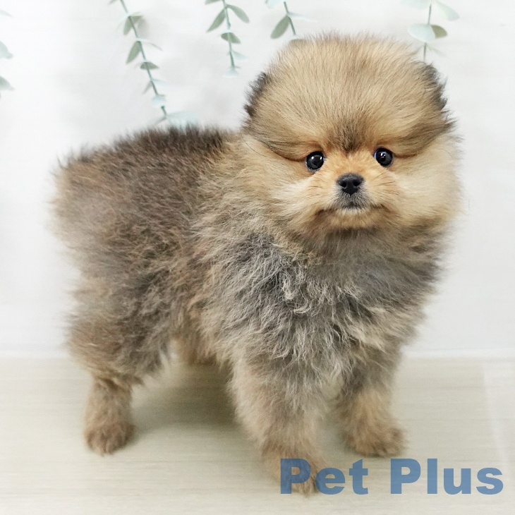 千葉県のポメラニアン (ペットプラス 幕張新都心店/2025年12月17日生まれ/女の子/オレンジ)の子犬の1枚目の画像
