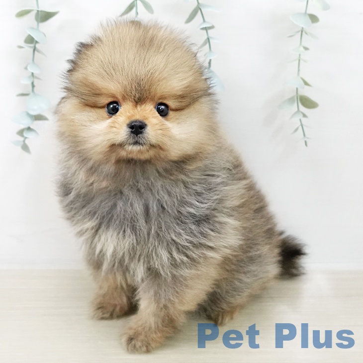 千葉県のポメラニアン (ペットプラス 幕張新都心店/2025年12月17日生まれ/女の子/オレンジ)の子犬の2枚目の画像