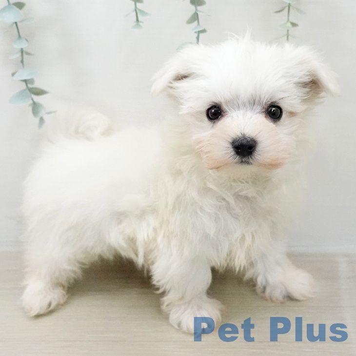 マルチーズの写真2