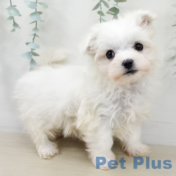 埼玉県のマルチーズ (ペットプラス 羽生店/2025年12月15日生まれ/男の子/ホワイト)の子犬