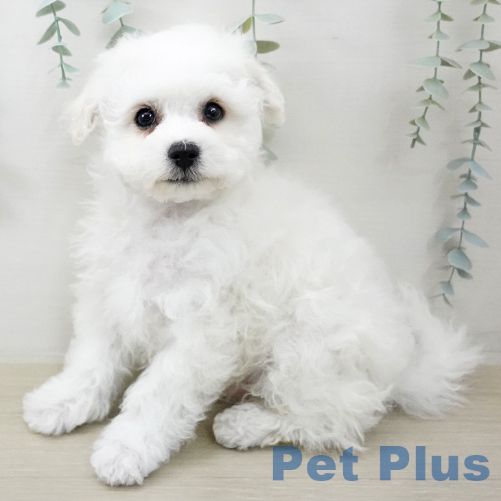 ビション・フリーゼの写真2