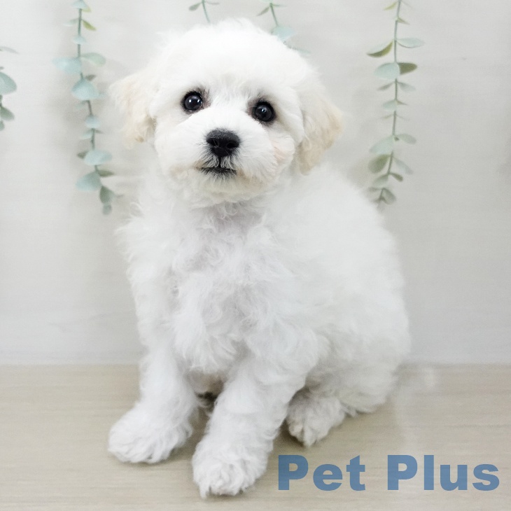 ビション・フリーゼ