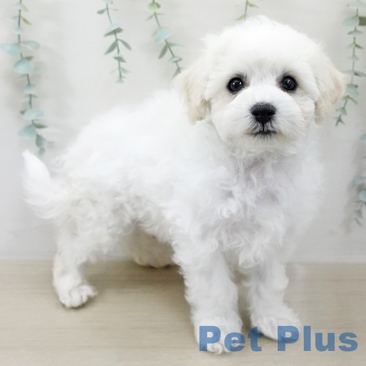 ビション・フリーゼ