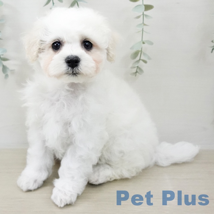 ビション・フリーゼ