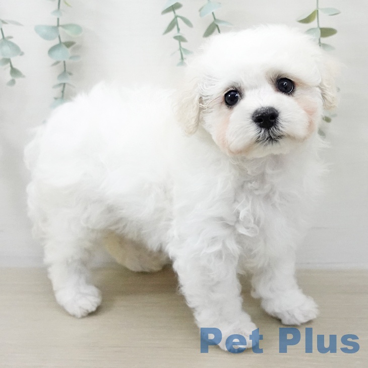 千葉県のビションフリーゼ (ペットプラス 幕張新都心店/2025年12月13日生まれ/女の子/ホワイト)の子犬の2枚目の画像