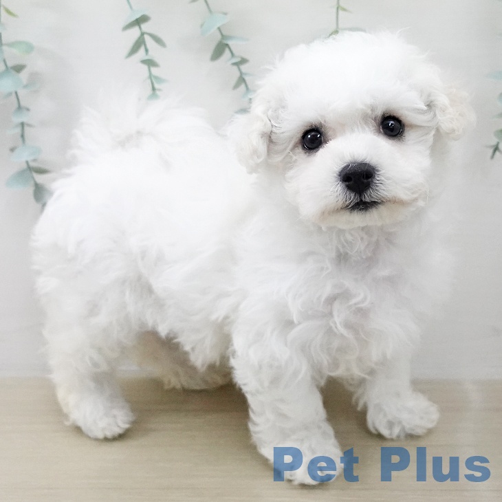 ビション・フリーゼ