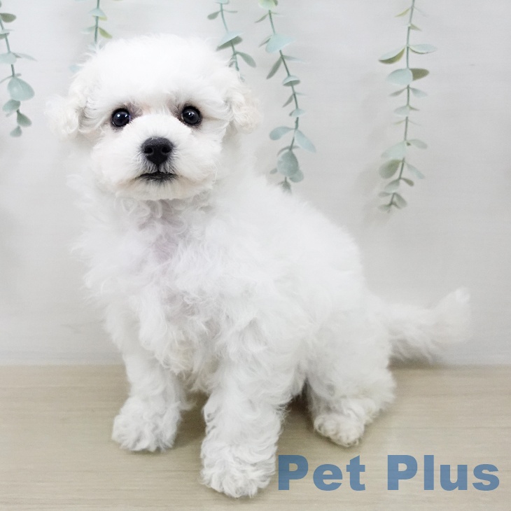 ビション・フリーゼ