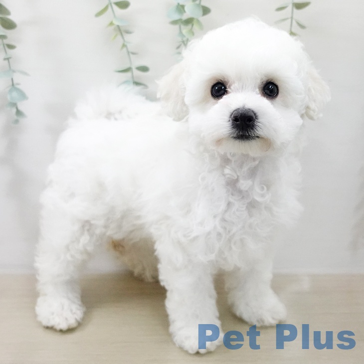 埼玉県のビションフリーゼ (ペットプラス 八潮店/2025年12月10日生まれ/女の子/ホワイト)の子犬の1枚目の画像