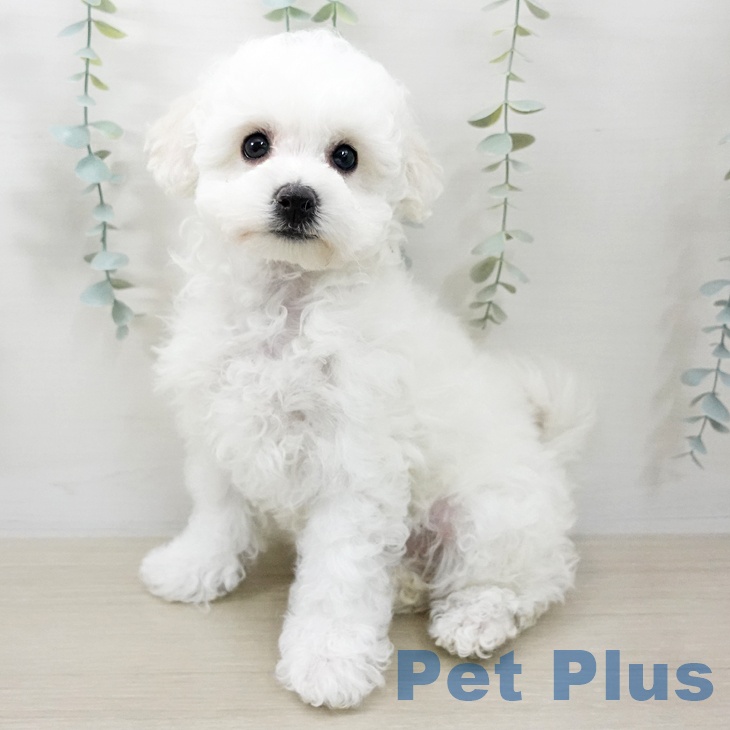 埼玉県のビションフリーゼ (ペットプラス 八潮店/2025年12月10日生まれ/女の子/ホワイト)の子犬の2枚目の画像