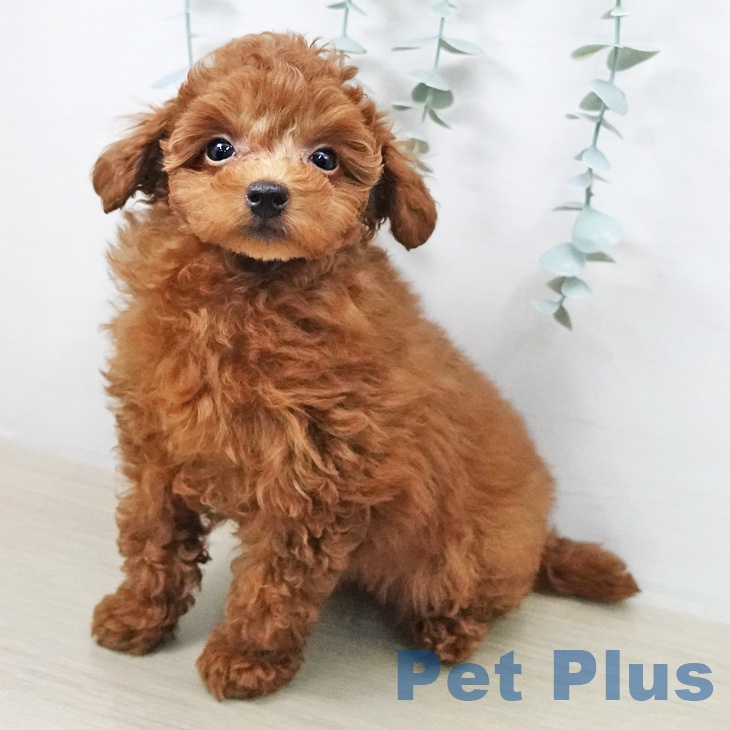 トイ・プードル