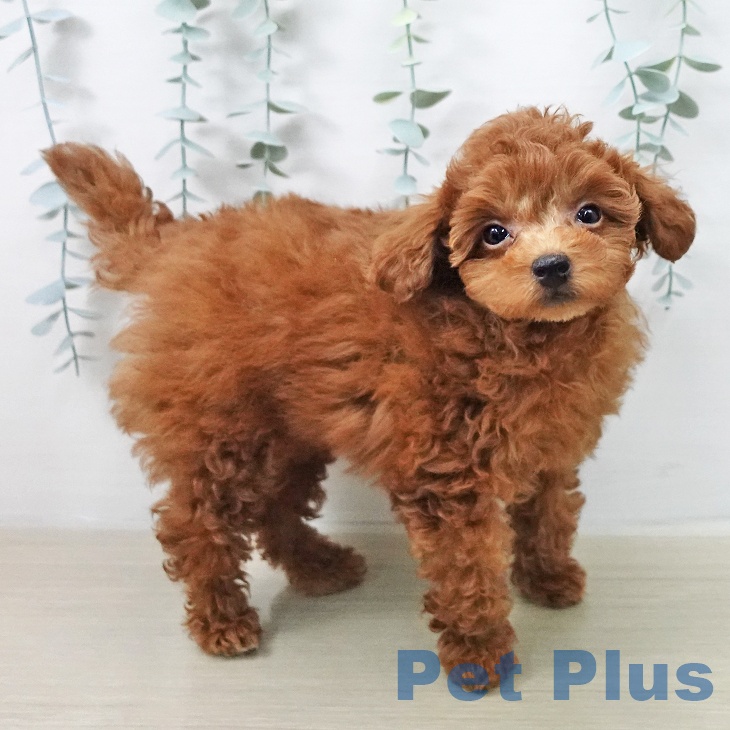 トイ・プードル