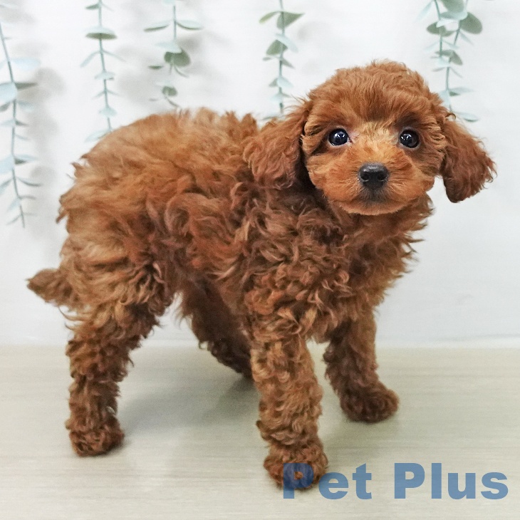 トイ・プードル