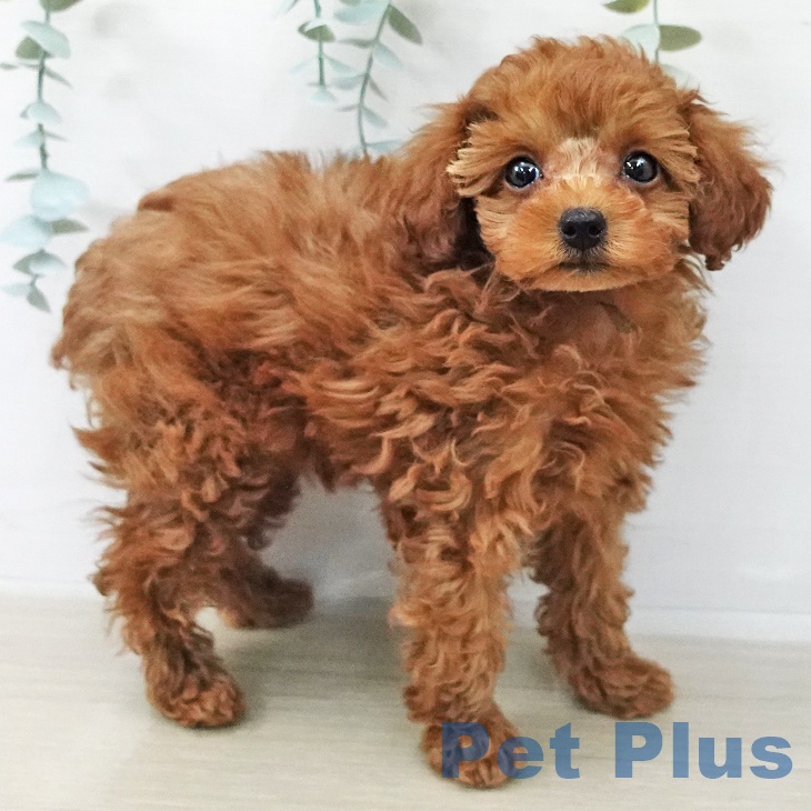 トイ・プードル