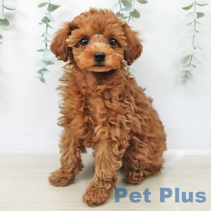 トイ・プードル