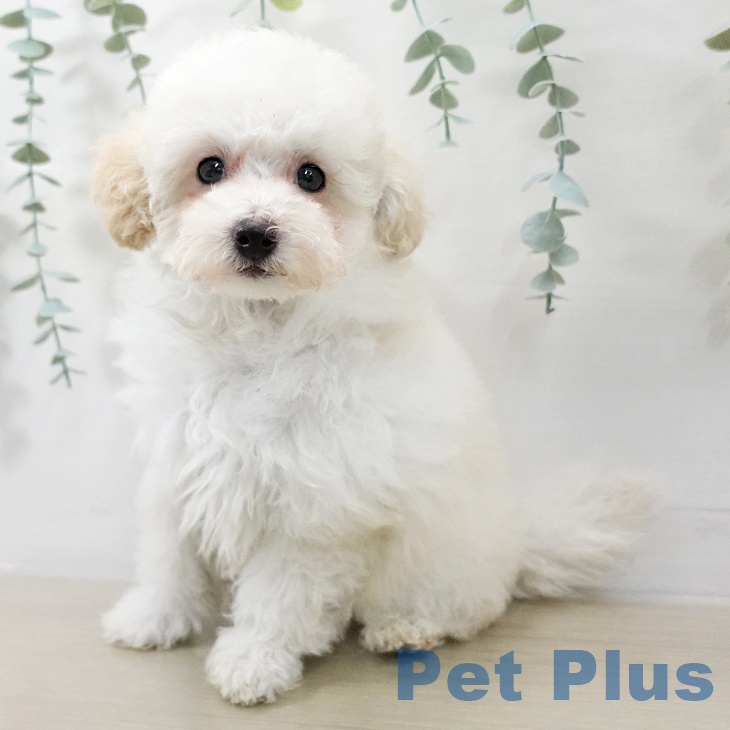 山形県のトイプードル(トイ) (ペットプラス 天童店/2025年12月15日生まれ/女の子/クリーム)の子犬の1枚目の画像