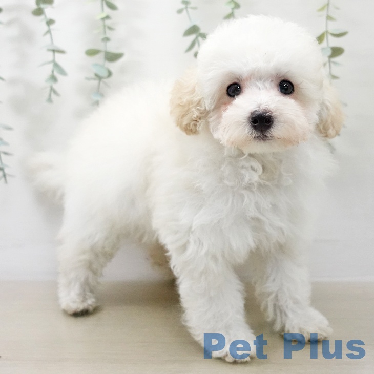 山形県のトイプードル(トイ) (ペットプラス 天童店/2025年12月15日生まれ/女の子/クリーム)の子犬の2枚目の画像