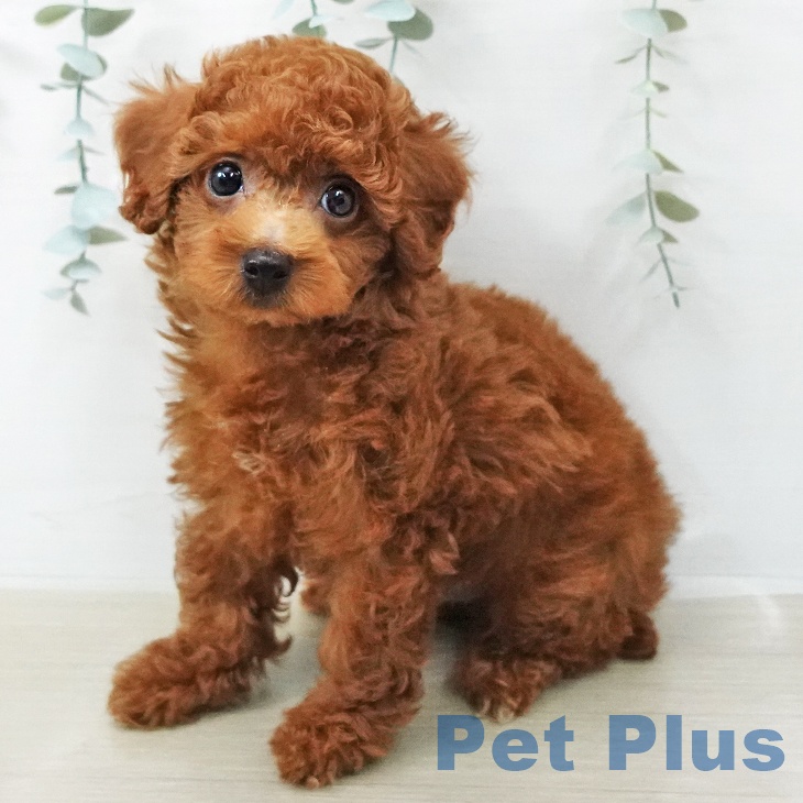 トイ・プードル