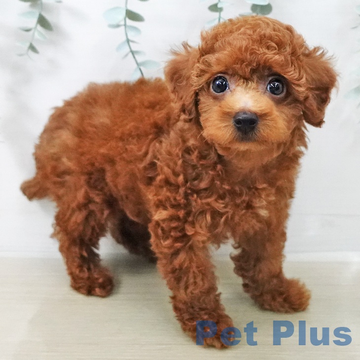 トイ・プードルの写真2