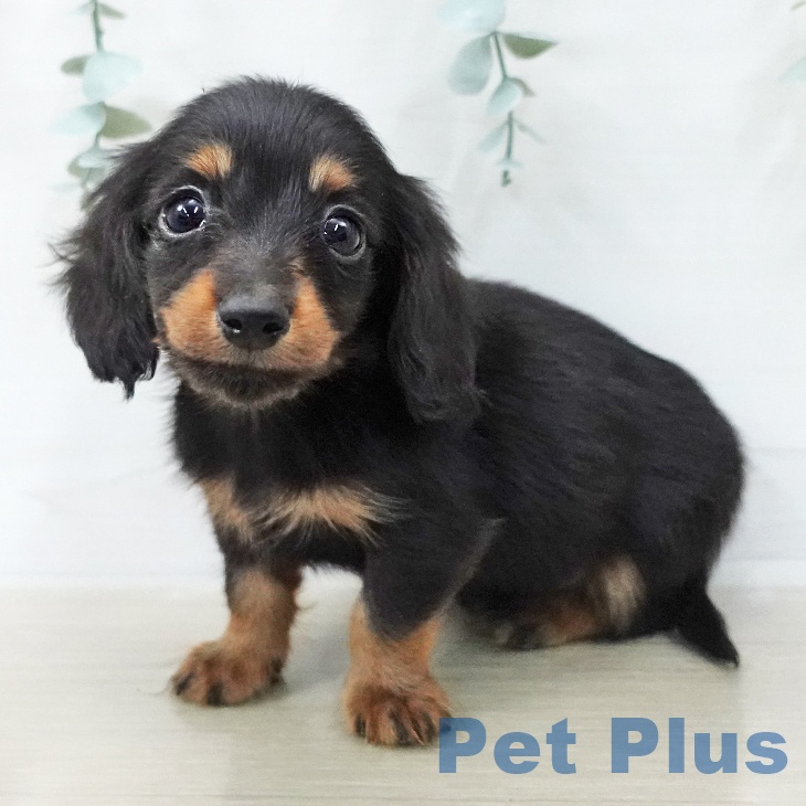 カニーンヘン・ダックスフンド