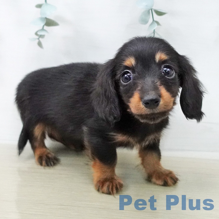 東京都のカニンヘンダックスフンド(ロング) (ペットプラス 日の出店/2025年12月18日生まれ/男の子/ブラックタン)の子犬の2枚目の画像