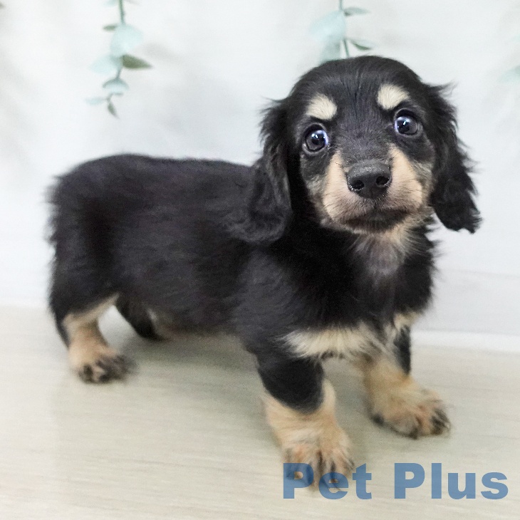 神奈川県のカニンヘンダックスフンド(ロング) (ペットプラス 湘南平塚店/2025年12月18日生まれ/男の子/ブラックイエロー)の子犬