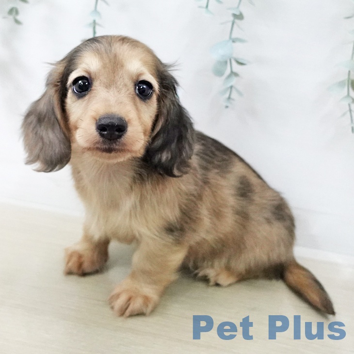 神奈川県のカニンヘンダックスフンド(ロング) (ペットプラス 湘南平塚店/2025年12月18日生まれ/男の子/イエローダップル)の子犬