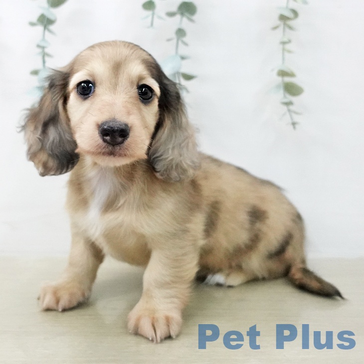 カニーンヘン・ダックスフンド