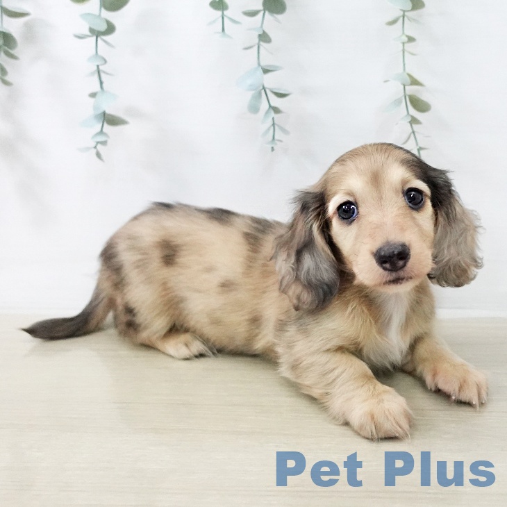 カニーンヘン・ダックスフンド