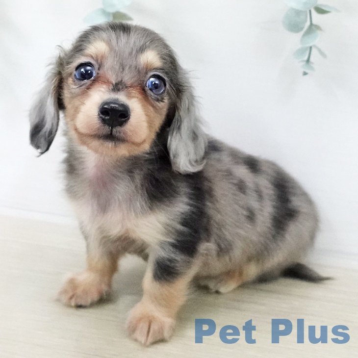 カニーンヘン・ダックスフンド