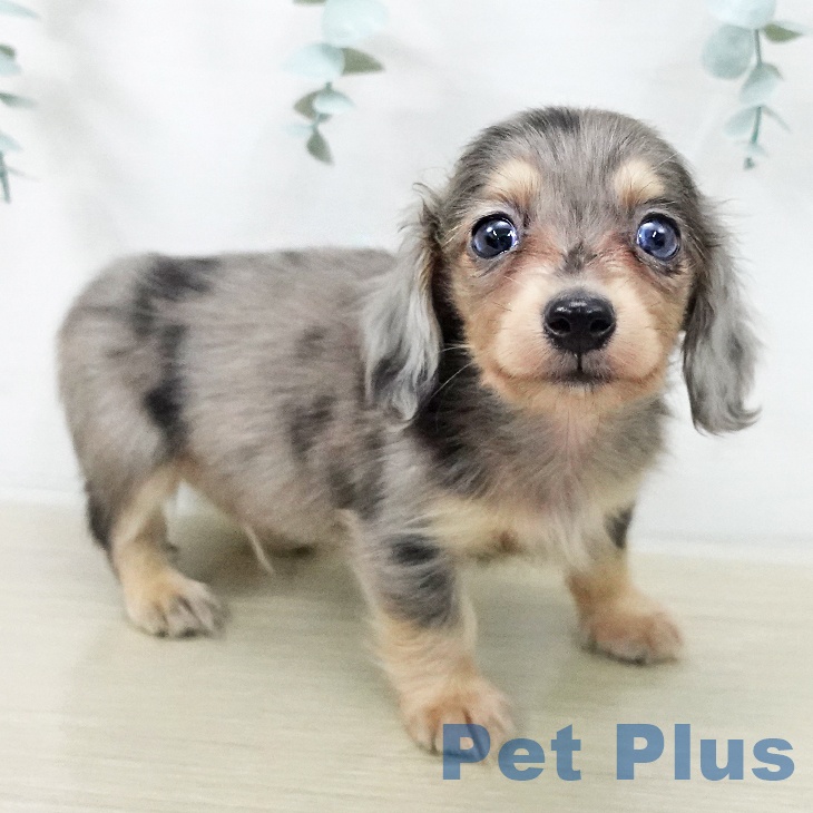 カニーンヘン・ダックスフンド