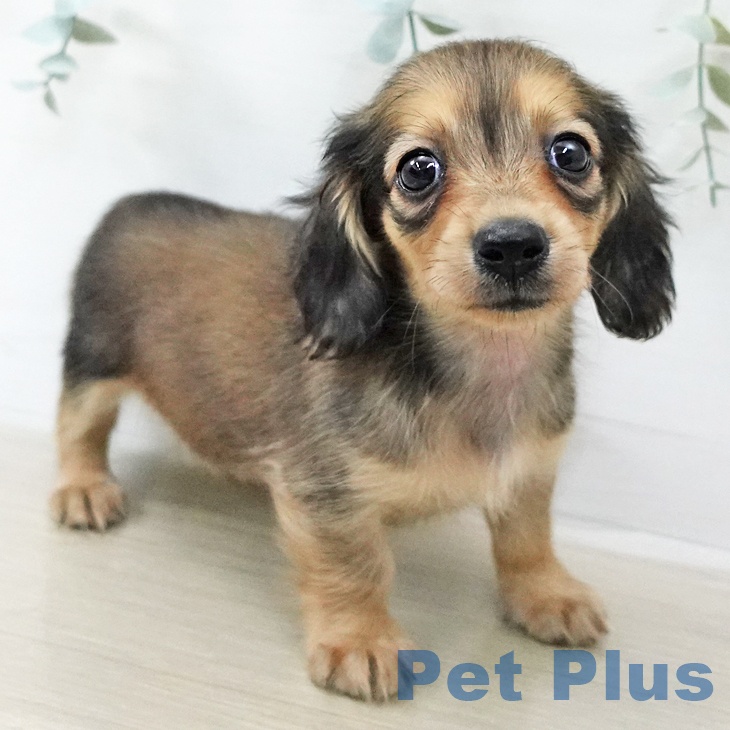 カニーンヘン・ダックスフンド