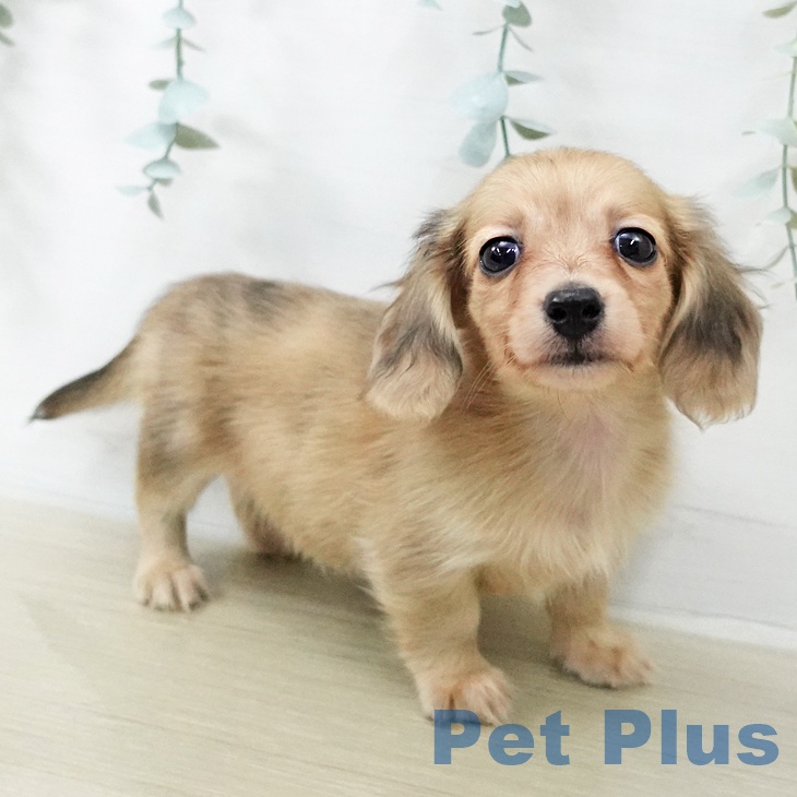 カニーンヘン・ダックスフンド