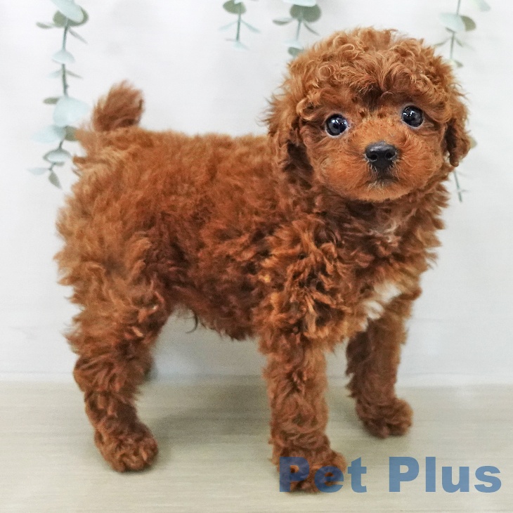 トイ・プードル