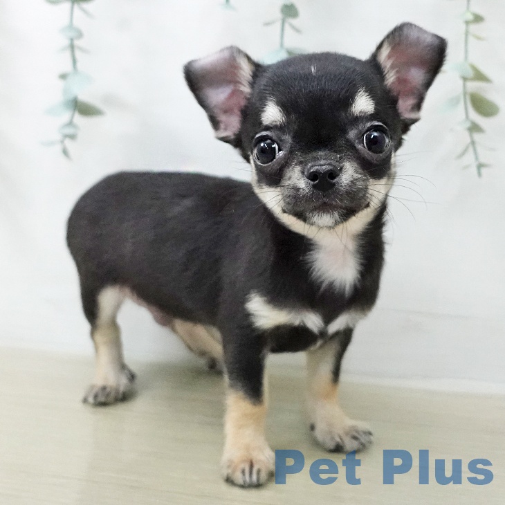 神奈川県のチワワ(ロング) (ペットプラス 座間店/2025年12月8日生まれ/男の子/ブラックタン)の子犬