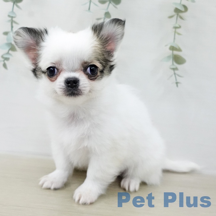 東京都のチワワ(ロング) (ペットプラス むさし村山店/2025年12月8日生まれ/女の子/ホワイトフォーン)の子犬の1枚目の画像