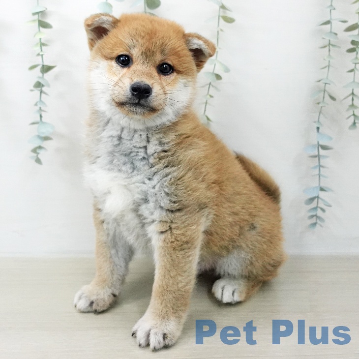 山形県の柴犬(標準サイズ) (ペットプラス 天童店/2025年12月18日生まれ/男の子/赤)の子犬の1枚目の画像