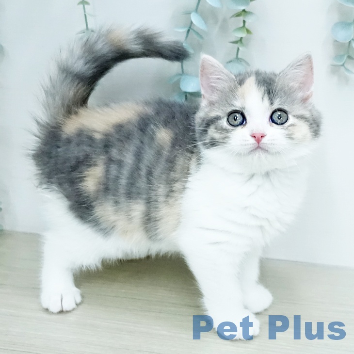 スコティッシュフォールド