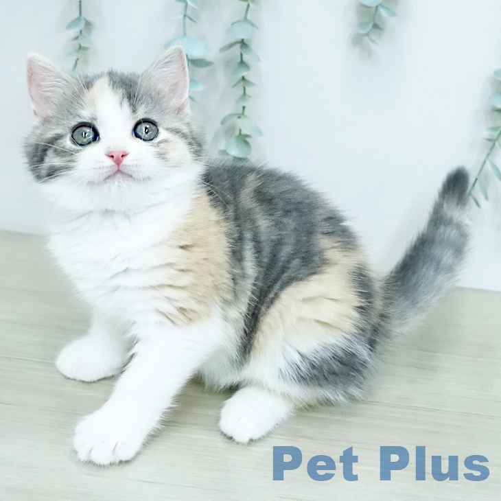 スコティッシュフォールドの写真2