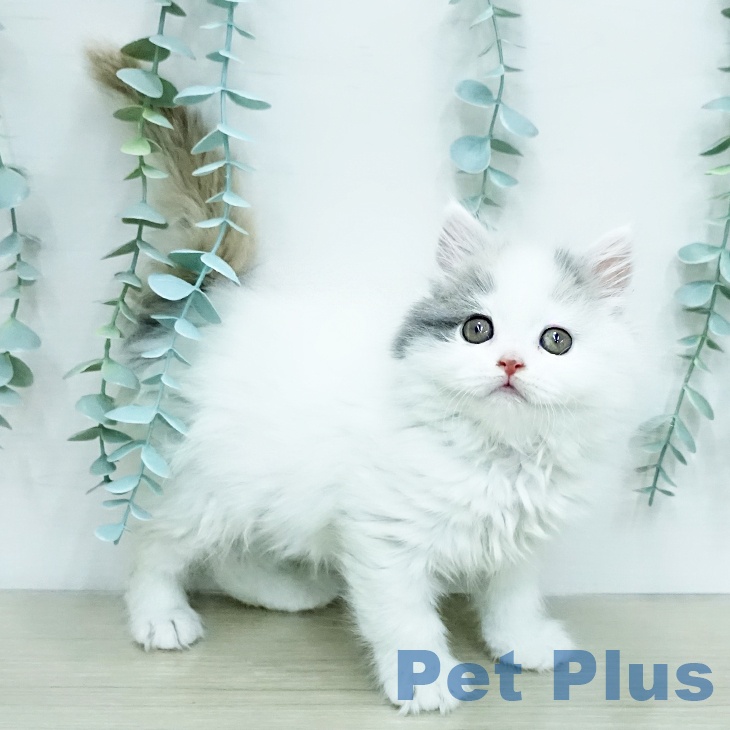 神奈川県のスコティッシュフォールド (ペットプラス 新百合丘店/2025年12月18日生まれ/女の子/ダイリュートキャリコ)の子猫の1枚目の画像